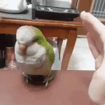 Parrot Loves to Rest and Get Rub on Hooman's Hand