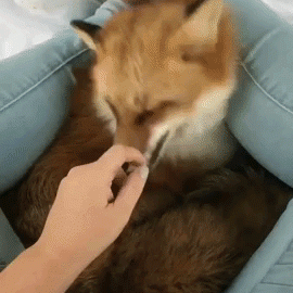 Pet Fox Getting Petted to Sleep