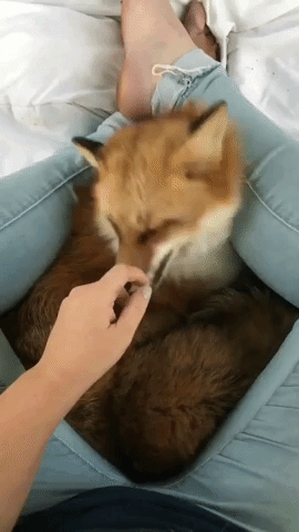 Pet Fox Getting Petted to Sleep