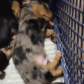 This puppy was having a bad dream and what his sister did is amazing