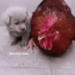 Chicken Hides Puppy Under Her Wing | Chicken Protects Puppy
