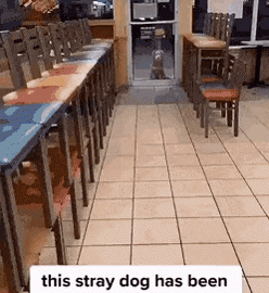 Subway Crew Gives Food to Dog
