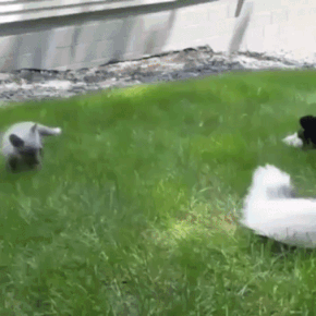 Siberian Husky Plays with a Fox Cub