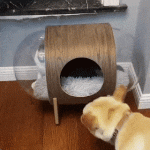Lazy French Bulldog Climbs Into Cat's House And Steals Bed The cat was not amused