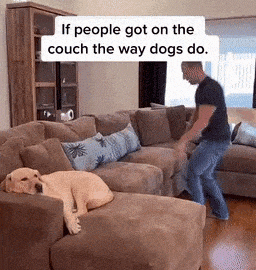 If People Got on the Couch the Way Dogs Do