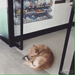 Lazy Dog Doesn't Mind Sliding Door Closing on Him