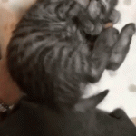 Gray Tabby Kitten Being Put Down for a Nap