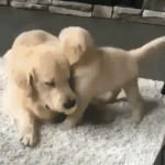 Mommy Golden Retriever and Puppy Play and Wrestle