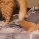 Mommy cat introduces new kitten to doggy friend