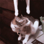 Cat Kisses Its Partner from Above So Sweet