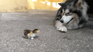 Tiny Little Kitten Scares Big Doggo