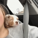 Pupper Does a Heckin' Good Sleep in the Car
