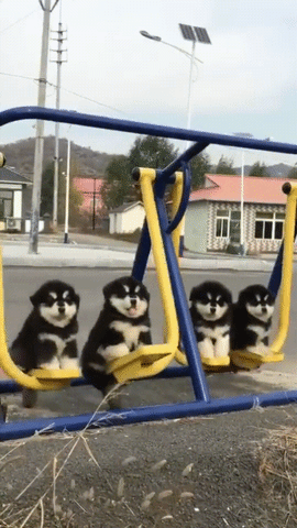 Chonky Husky Puppies on a Swing